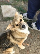 FRANZI, Hund, Mischlingshund in Bulgarien - Bild 4
