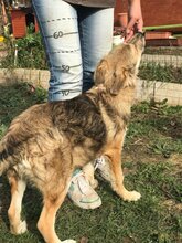 FRANZI, Hund, Mischlingshund in Bulgarien - Bild 5