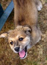 FRANZI, Hund, Mischlingshund in Bulgarien - Bild 7