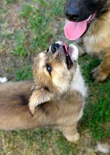FRANZI, Hund, Mischlingshund in Bulgarien - Bild 8