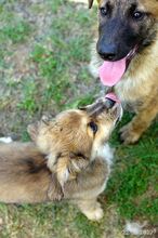 FRANZI, Hund, Mischlingshund in Bulgarien - Bild 9