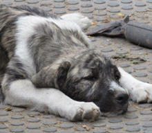 TALIA, Hund, Herdenschutzhund-Mix in Wuppertal - Bild 1