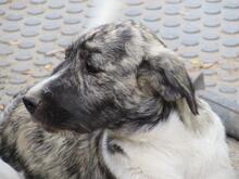 TALIA, Hund, Herdenschutzhund-Mix in Wuppertal - Bild 4
