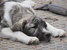 TALIA, Hund, Herdenschutzhund-Mix in Wuppertal - Bild 9