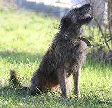 BICAS, Hund, Podengo Portugues in Portugal - Bild 9