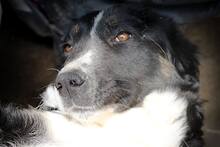 SOCKE, Hund, Mischlingshund in Rumänien - Bild 3