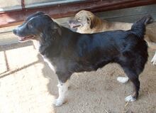SOCKE, Hund, Mischlingshund in Rumänien - Bild 4
