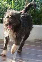 HOLLY, Hund, Podengo-Mix in Portugal - Bild 1