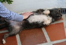 HOLLY, Hund, Podengo-Mix in Portugal - Bild 9
