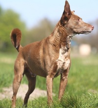 BELA, Hund, Podengo-Mix in Hemmoor - Bild 2