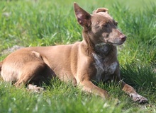 BELA, Hund, Podengo-Mix in Hemmoor - Bild 9