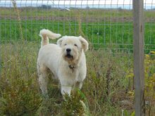 TOMMY, Hund, Mischlingshund in Rumänien - Bild 1