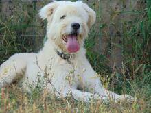 TOMMY, Hund, Mischlingshund in Rumänien - Bild 2