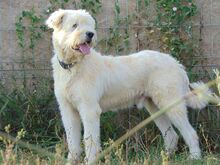 TOMMY, Hund, Mischlingshund in Rumänien - Bild 4