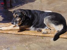 REBECA, Hund, Deutscher Schäferhund-Mix in Spanien - Bild 4