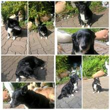 LEXY, Hund, Mischlingshund in Oftersheim - Bild 10