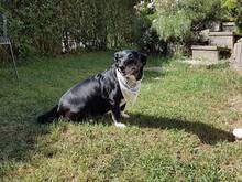 LEXY, Hund, Mischlingshund in Oftersheim - Bild 3