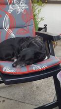 LEXY, Hund, Mischlingshund in Oftersheim - Bild 4