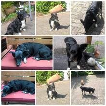 LEXY, Hund, Mischlingshund in Oftersheim - Bild 7