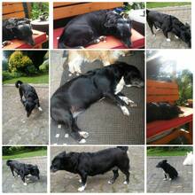 LEXY, Hund, Mischlingshund in Oftersheim - Bild 8
