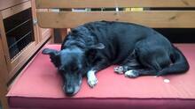 LEXY, Hund, Mischlingshund in Oftersheim - Bild 9