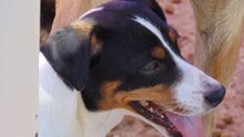 CRIS, Hund, Bodeguero Andaluz in Spanien - Bild 1