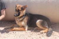 SARA, Hund, Mischlingshund in Neudenau - Bild 4