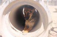 SARA, Hund, Mischlingshund in Neudenau - Bild 6