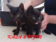 KALA, Katze, Europäisch Kurzhaar in Kraichtal - Bild 1