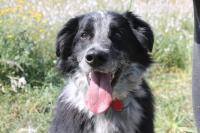 LUCKY, Hund, Mischlingshund in Spanien - Bild 1