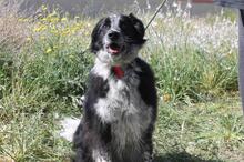 LUCKY, Hund, Mischlingshund in Spanien - Bild 2