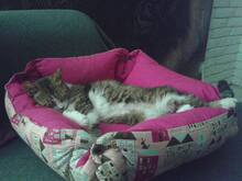 KARI, Katze, Britisch Kurzhaar in Rumänien - Bild 10