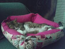 KARI, Katze, Britisch Kurzhaar in Rumänien - Bild 5