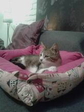 KARI, Katze, Britisch Kurzhaar in Rumänien - Bild 6