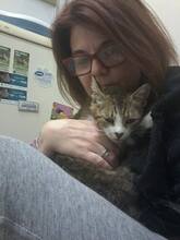 KARI, Katze, Britisch Kurzhaar in Rumänien - Bild 7