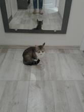 KARI, Katze, Britisch Kurzhaar in Rumänien - Bild 8
