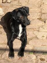 BELZEBUB, Hund, Mischlingshund in Ungarn - Bild 2