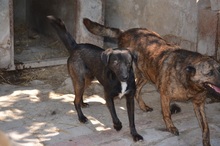 BELZEBUB, Hund, Mischlingshund in Ungarn - Bild 4