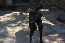 BELZEBUB, Hund, Mischlingshund in Ungarn - Bild 6