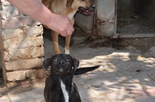 BELZEBUB, Hund, Mischlingshund in Ungarn - Bild 7