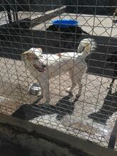 LUKA, Hund, Mischlingshund in Spanien - Bild 6