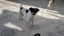 PICA, Hund, Chihuahua-Mix in Spanien - Bild 3