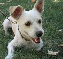 YOYO, Hund, Terrier-Mix in Spanien - Bild 1