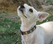 YOYO, Hund, Terrier-Mix in Spanien - Bild 7
