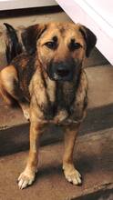 JOJO, Hund, Mischlingshund in Rumänien - Bild 1