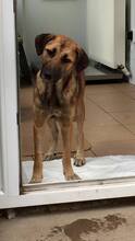 JOJO, Hund, Mischlingshund in Rumänien - Bild 2