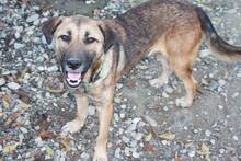 JOJO, Hund, Mischlingshund in Rumänien - Bild 4