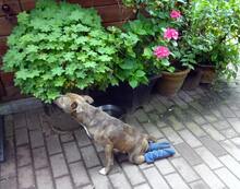 WHEELI, Hund, Mischlingshund in Hamburg - Bild 2