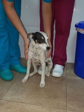 DARTACAN, Hund, Bodeguero Andaluz in Spanien - Bild 3