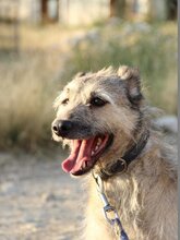 TASCA, Hund, Hütehund in Spanien - Bild 1